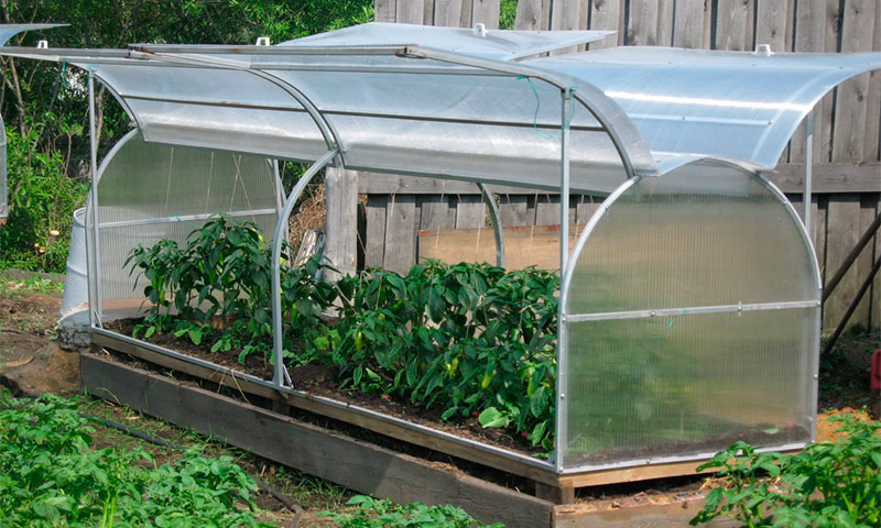 Hotbed Butterfly - reviews and experience using vegetable growers