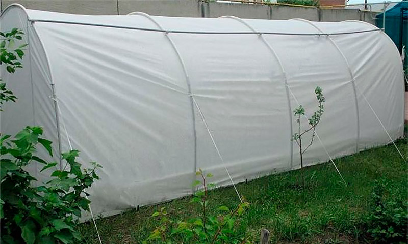 Greenhouse Dachnik - reviews and recommendations of gardeners